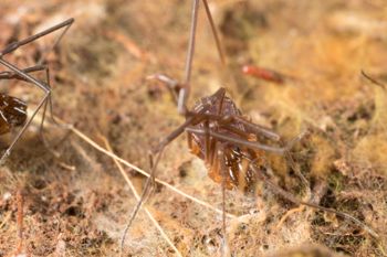 Media type: image;   Invertebrate Zoology 151614